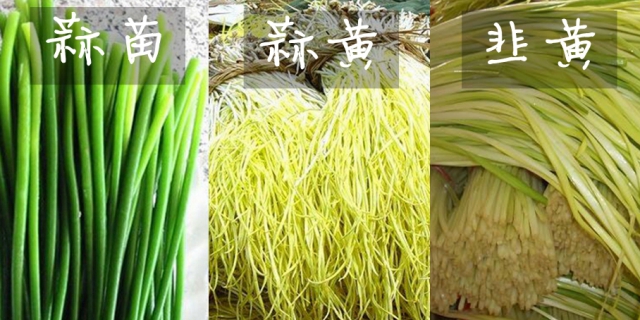 蒜苗是利用蒜头或者蒜瓣经过见光培育而成的绿化了的健壮蒜黄,特点是